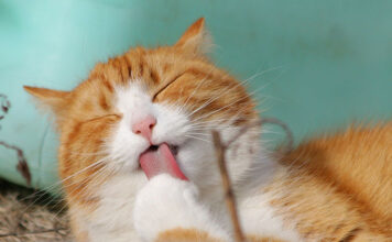 Jak wybrać najlepsze suplementy dla kotów