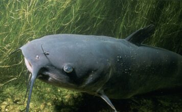 Ile waży 70 cm sum?