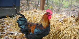 Co to jest faul w snookerze?