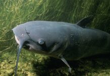 Czy sum to drapieżna ryba? Czy sum to drapieżna ryba?