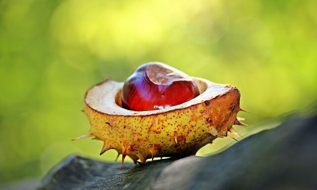 Po co kasztany do pralki?