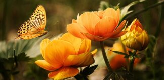 Jak sprawdzić co to za owad?