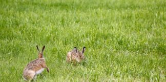 Jak zamontować lampę grzewczą w terrarium?