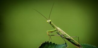 Czy modliszki skaczą?