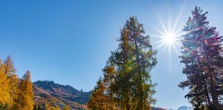 Jak się robi masę orzechową?