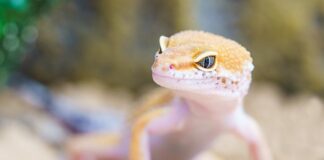 Jakie robaki gryzą w łóżku?